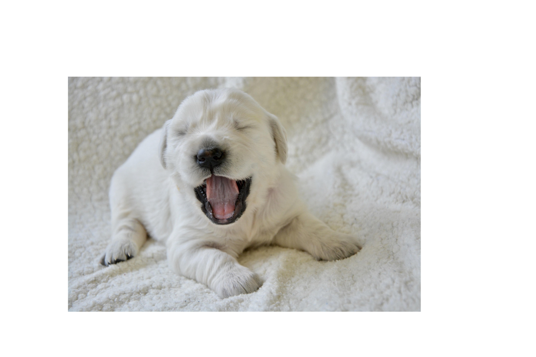 Pourquoi mon chiot pleure quand je suis absent ?