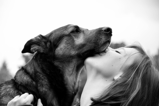 Le lien d’attachement entre le maître et son chien : comprendre, renforcer et apaiser