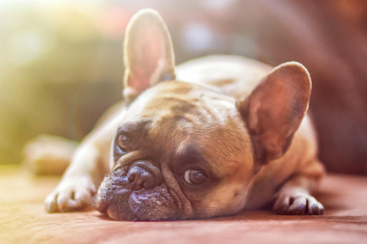 Arthrose chez le chien : comment améliorer son confort au quotidien ?