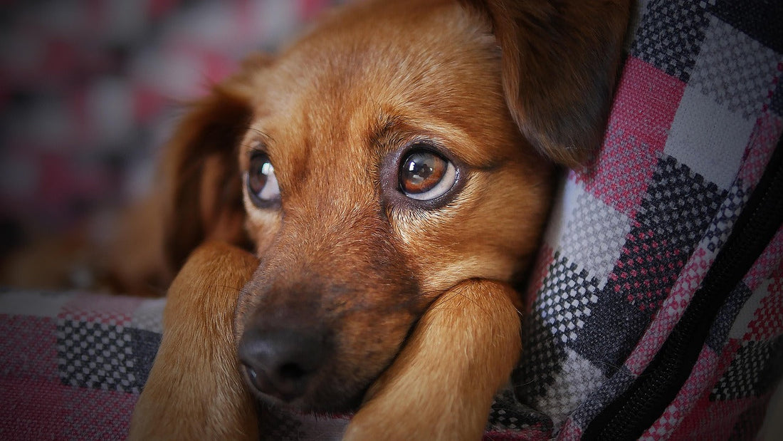 🐶 Mon chien s’ennuie : comment reconnaître l’ennui et y remédier ?