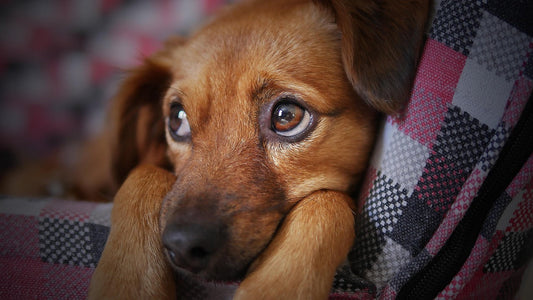 🐶 Mon chien s’ennuie : comment reconnaître l’ennui et y remédier ?