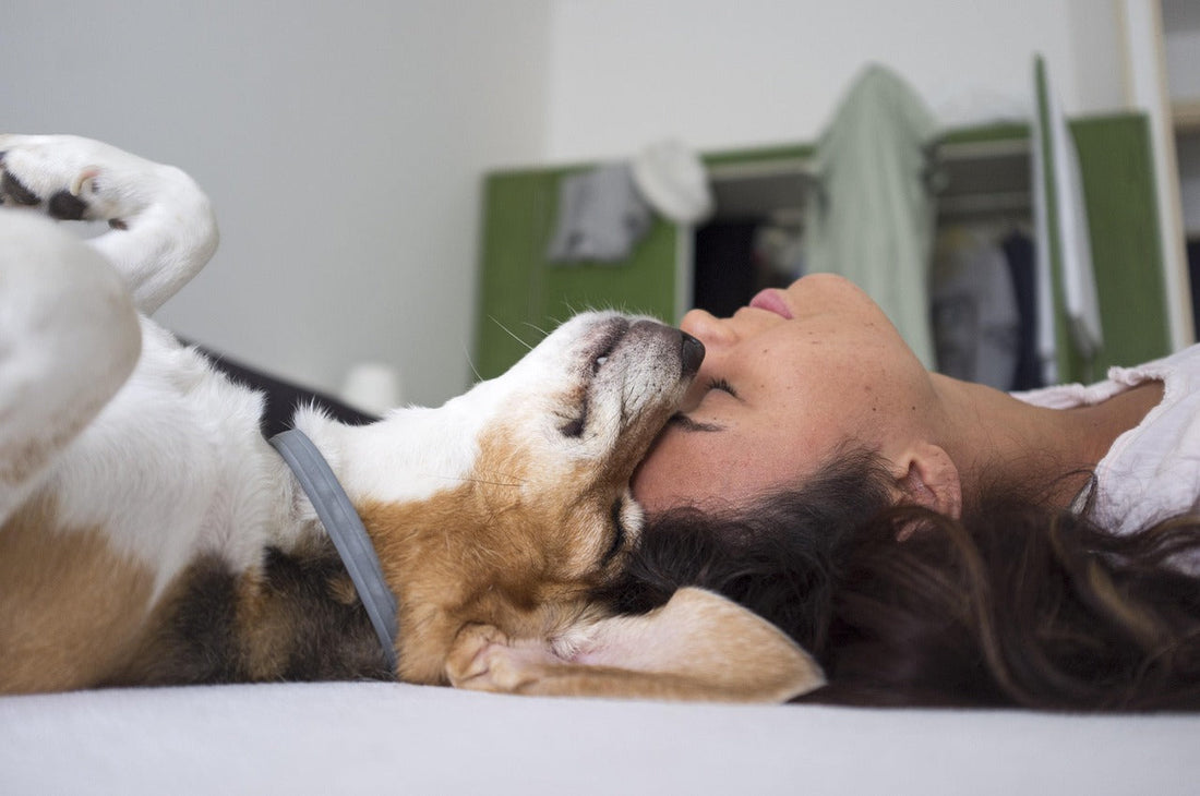 🐶 Comment bien s’occuper de son chien au quotidien Les clés pour un chien heureux, équilibré et apaisé
