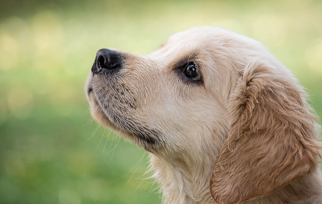 🐶 La crise d’adolescence chez le chien : comprendre et aider son chien à traverser cette période