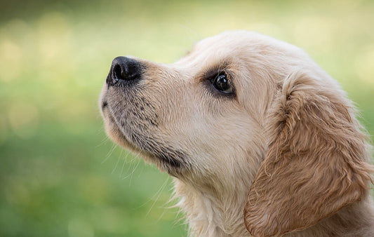 🐶 La crise d’adolescence chez le chien : comprendre et aider son chien à traverser cette période