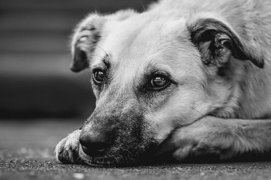 🐾 Vous venez d’adopter un chien en refuge : pourquoi est-il anxieux ?