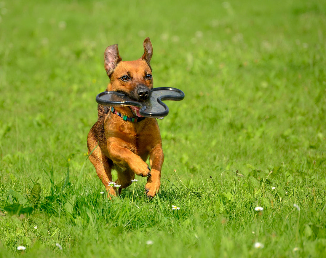 Pourquoi est-il essentiel de sortir son chien  et de le faire se dépenser ?