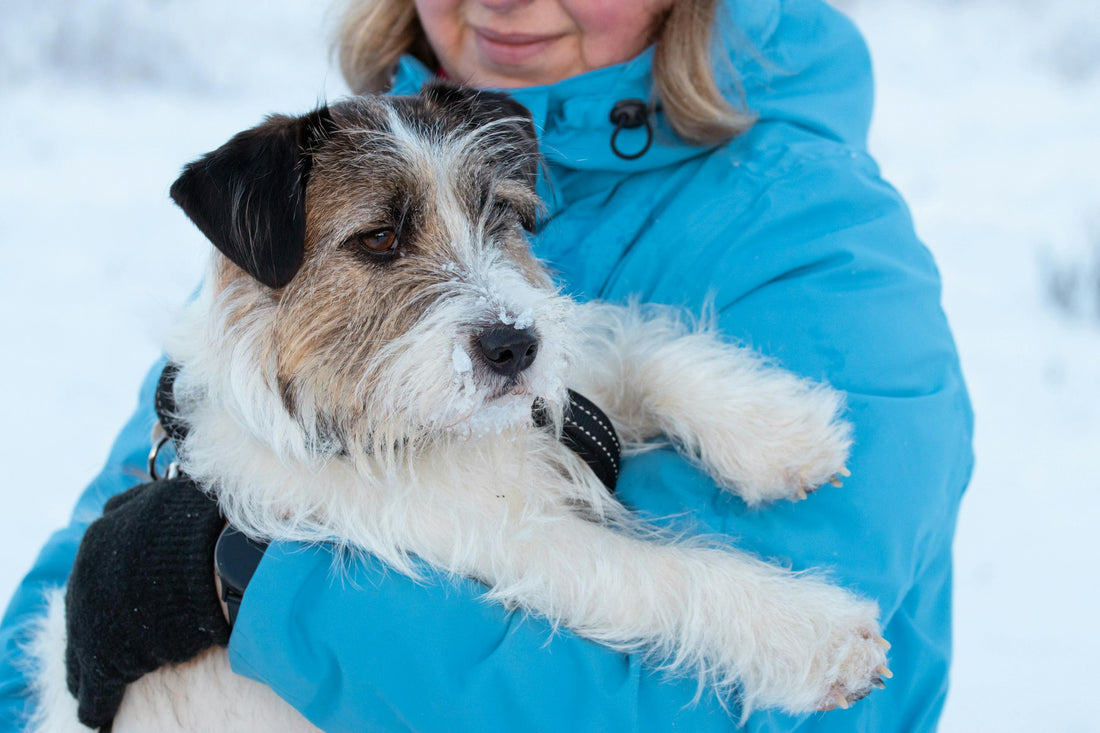 ❄️ Froid extrême : un réel danger pour les chiens!
